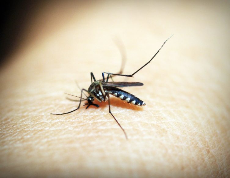 Mosquito Treatments in Singapore