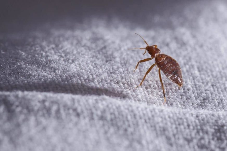 bedbug solutions Singapore