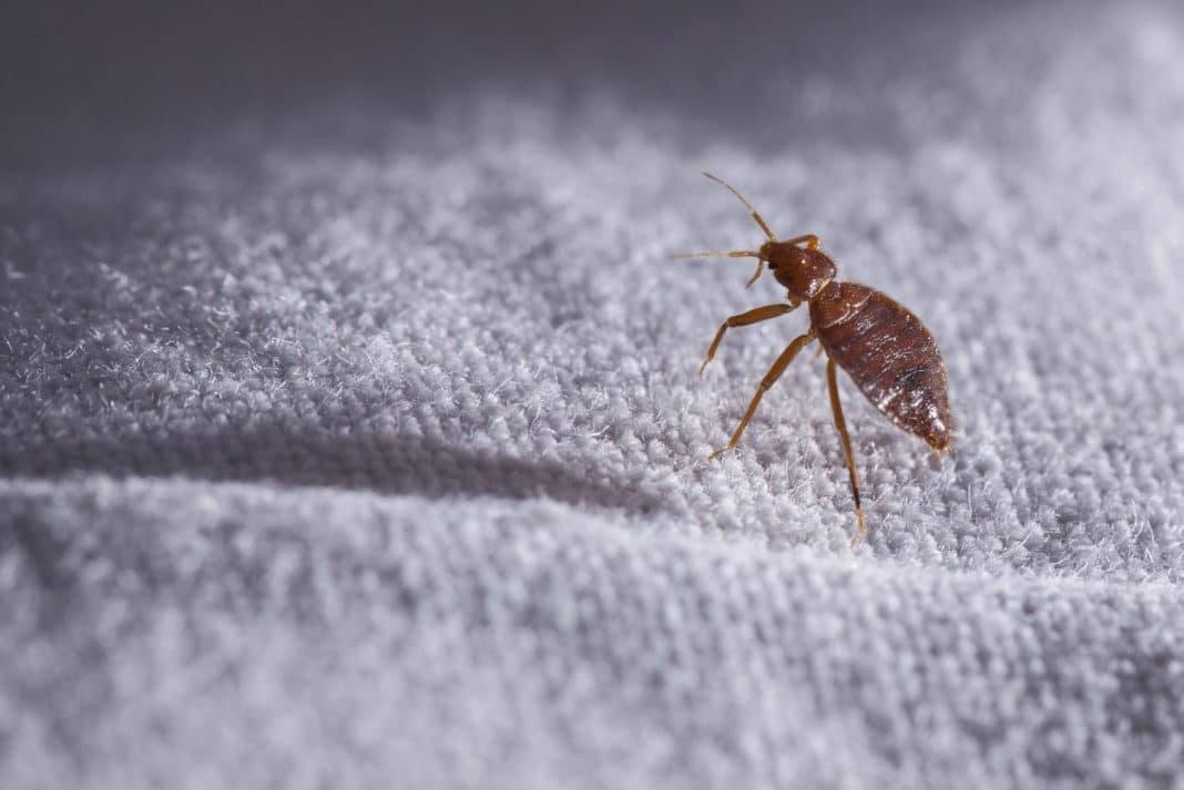 Bed Bug Control Removal Services, Bedbug Solutions in Singapore
